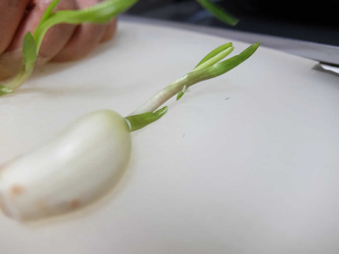 香味野菜は長ネギ・ショウガ・ニンニク。いずれもみじん切りにしていきます。