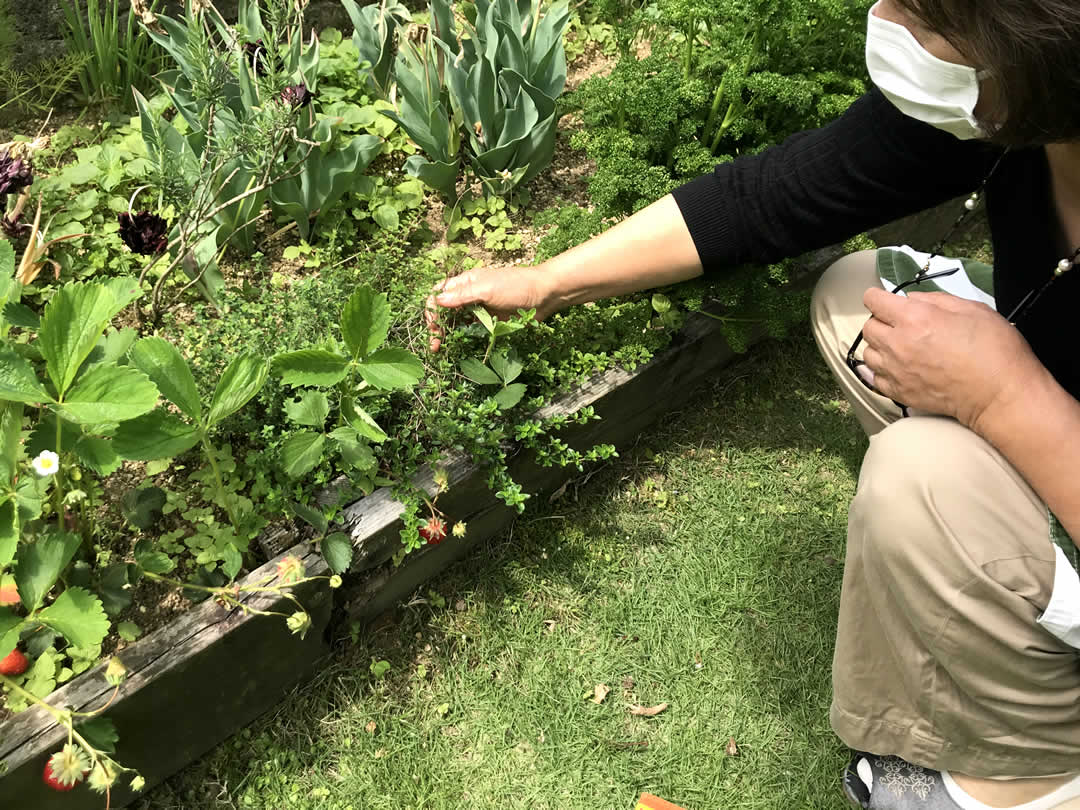 庭の南側に面した一角に、びっしりと植えられたハーブや香味野菜。