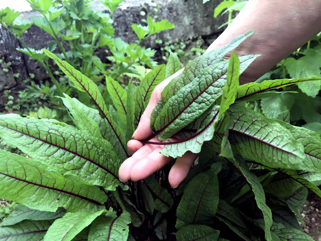 完全無農薬なので、安心で新鮮な食材ばかり。この菜園から、新鮮なハーブや野菜を調達することにします。