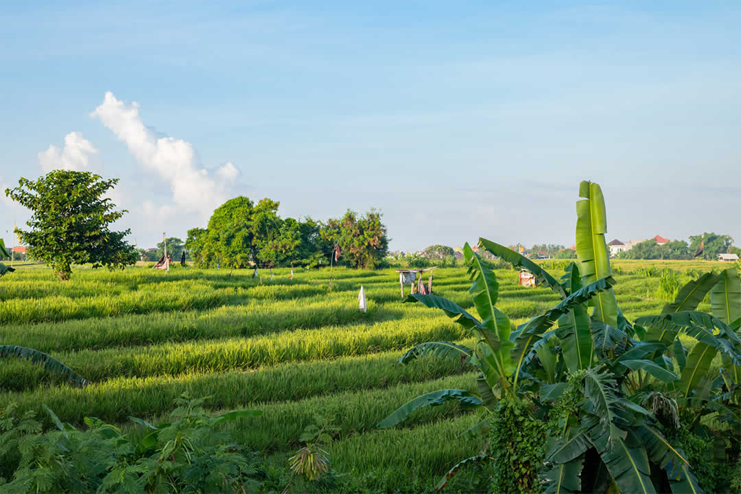 東アジアエリアを旅するとき、一番ほっとするのは「お米がある」ということではないでしょうか。