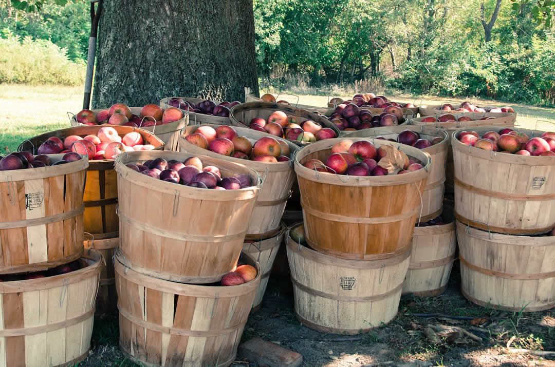 ノルマンディーのリンゴ農場では、ちょうどこの時期(10月)が収穫の最盛期。通常なら収穫祭の季節